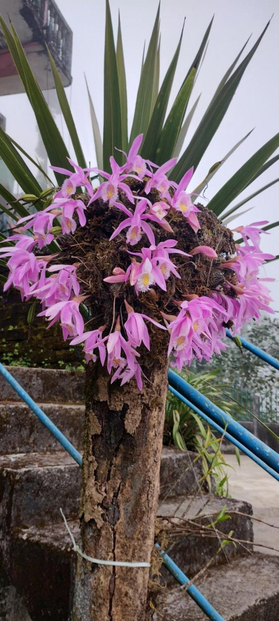 Tranquil Retreat Homestay Ghum 外观 照片