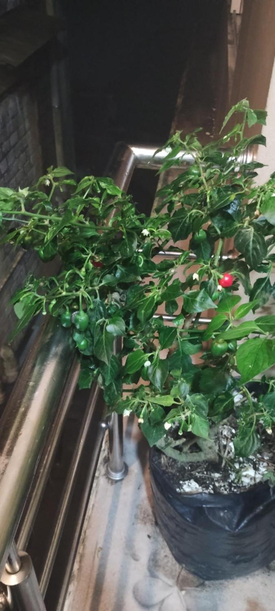 Tranquil Retreat Homestay Ghum 外观 照片