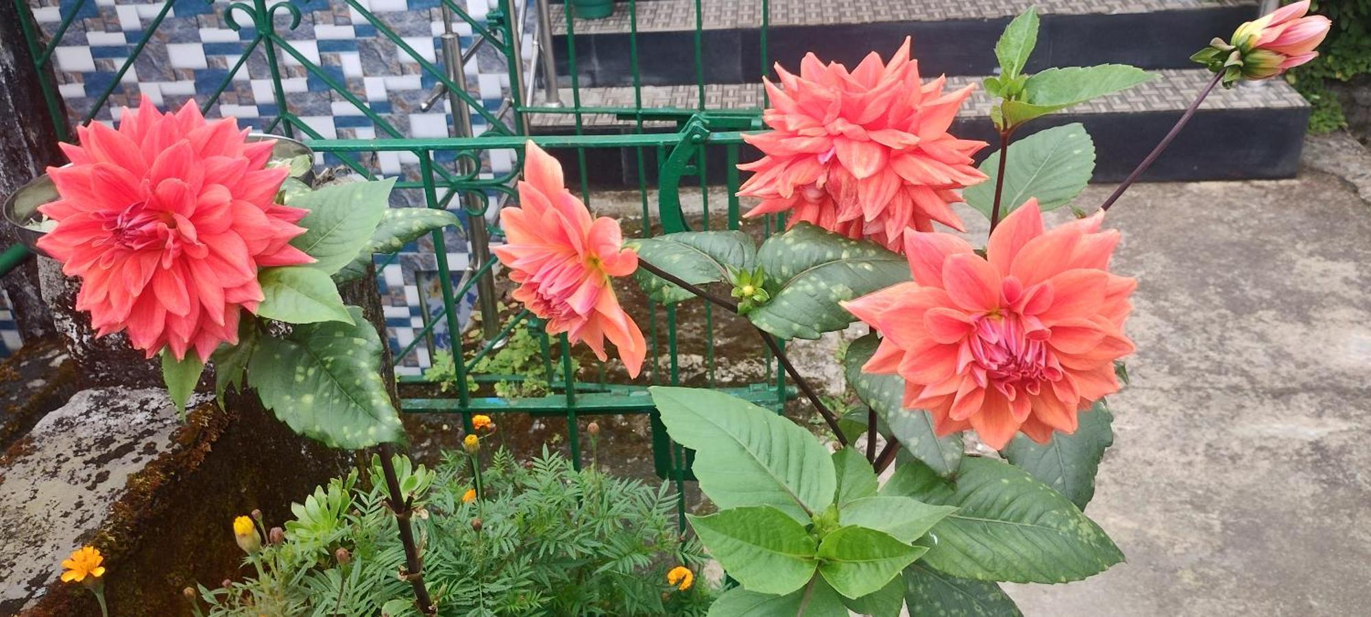 Tranquil Retreat Homestay Ghum 外观 照片