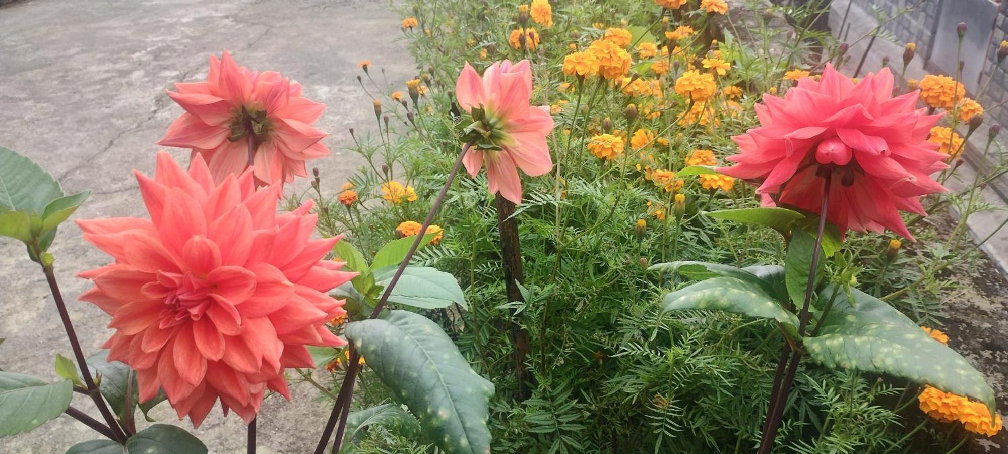 Tranquil Retreat Homestay Ghum 外观 照片